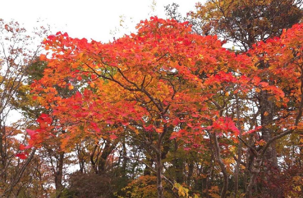 紅葉